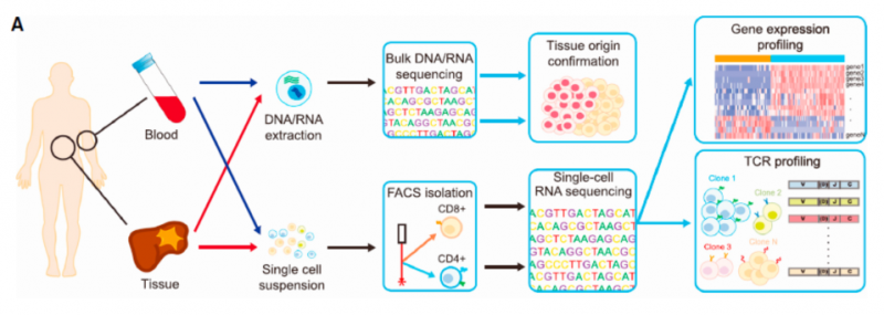 單細胞 RNA 測序應用：腫瘤微環(huán)境