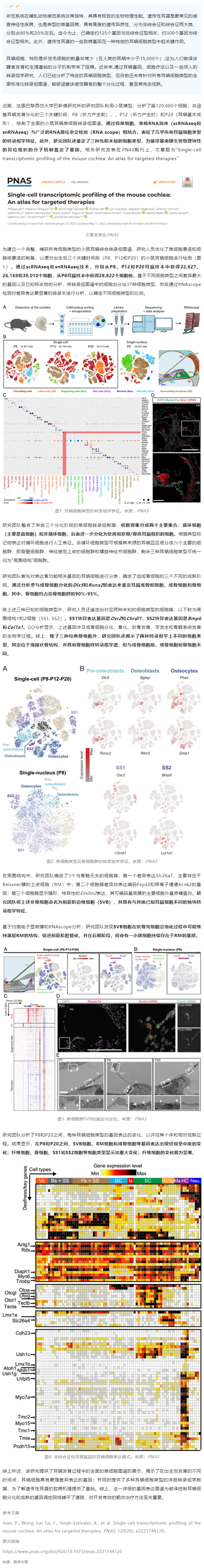 2023-07-21 PNAS 發(fā)表全面的小鼠耳蝸單細胞轉(zhuǎn)錄組圖譜，為遺傳性耳聾靶向治療提供參考