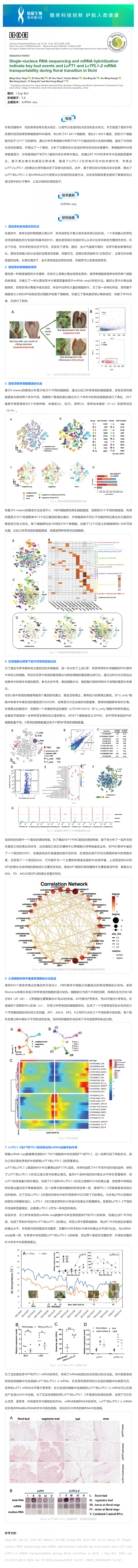8 月 28 日 文獻(xiàn)解讀_單細(xì)胞核 RNA 測(cè)序和 mRNA 雜交表明了荔枝在花轉(zhuǎn)化過(guò)程中關(guān)鍵芽事件以及 LcFT1 和 LcTF
