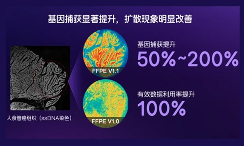 臨床科研新利器！納米級(jí)時(shí)空轉(zhuǎn)錄組 FFPE V1.1 預(yù)售啟動(dòng)，解鎖研究新可能